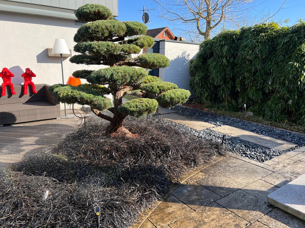 Bonsaibaum gepflegt von Krasniqi Gartengestaltung